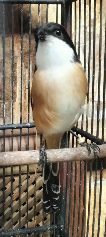 Burung cendet pastos ring bido