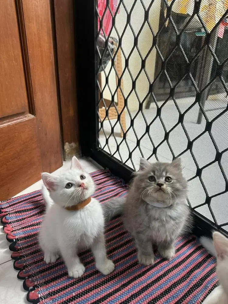Kucing bsh mix persia white solid light blue jantan 2 bulan