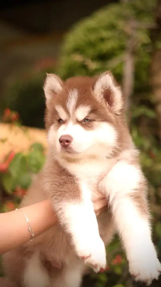 Siberian Husky Puppy Istimewa