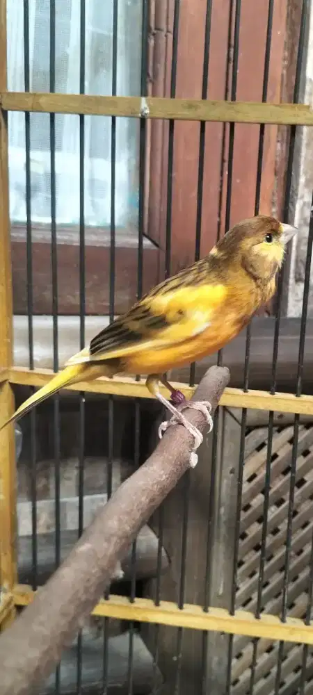 Burung kenari gacor full isiannya jalak suren sama ciblek
