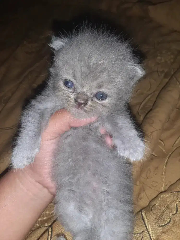Baby kucing bsh abu