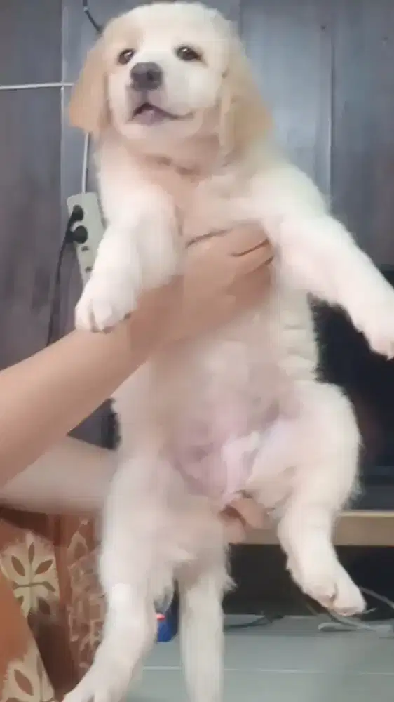 anjing mix golden