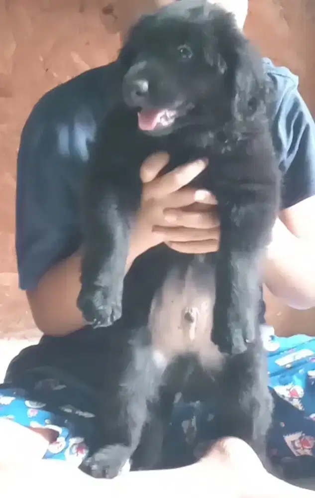 anakan anjing black golden jantan