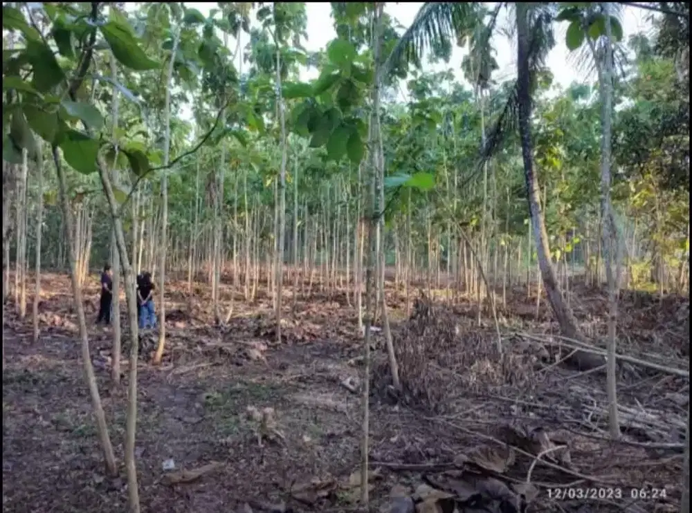 DIJUAL CEPAT TANAH DI WONOSARI (GUNUNG KIDUL) -STRATEGIS