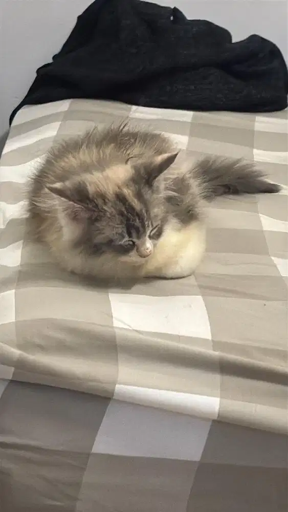 kitten persia medium 3 bulan