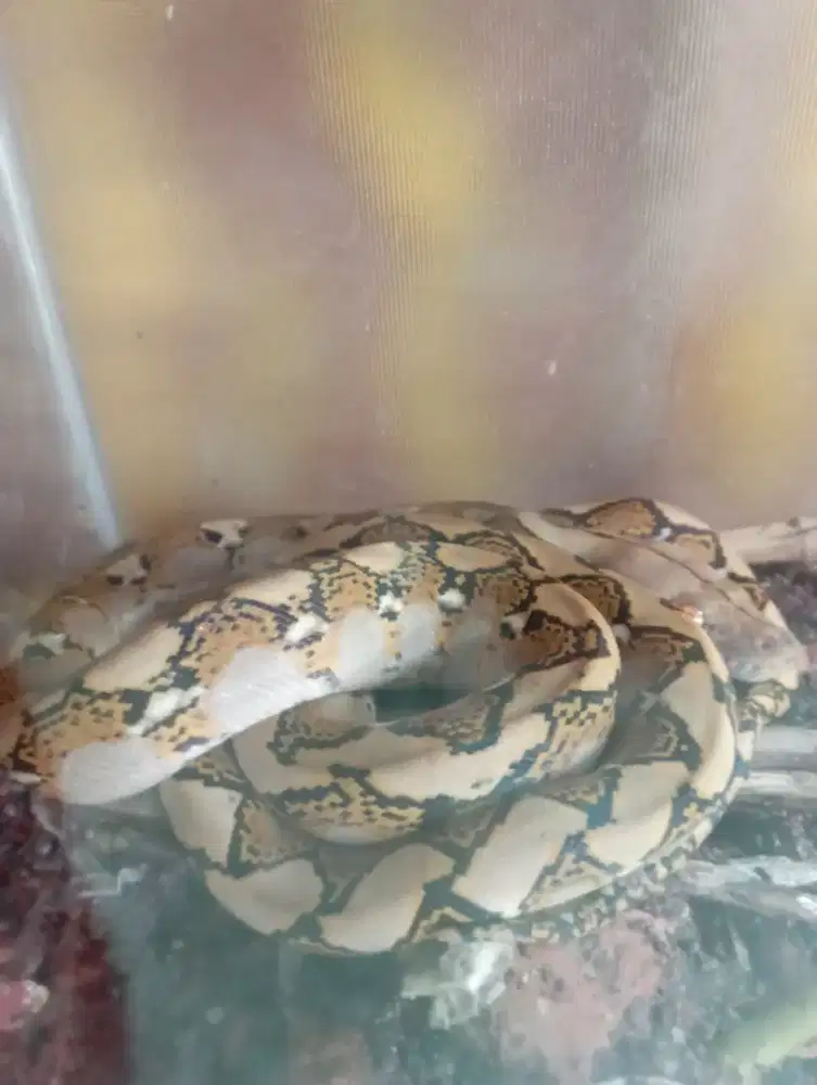 Baby retik ukuran 70cm