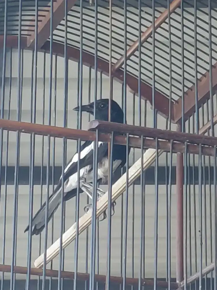 Jual cepat burung kacer putih gacor full set