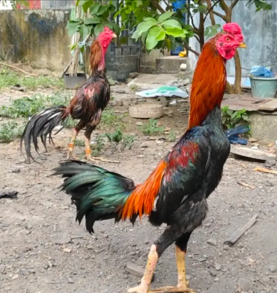 Ayam khoytrad -+11bln
