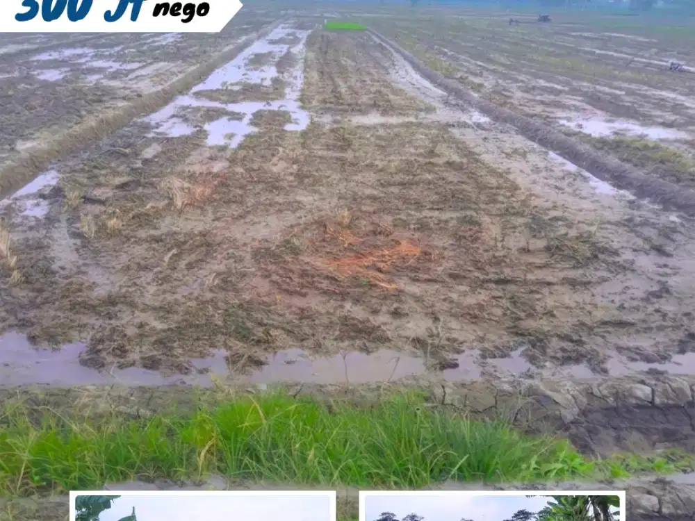 Dijual Sawah Akses Mobil Di Gronong ,Sidodadi, Sragen