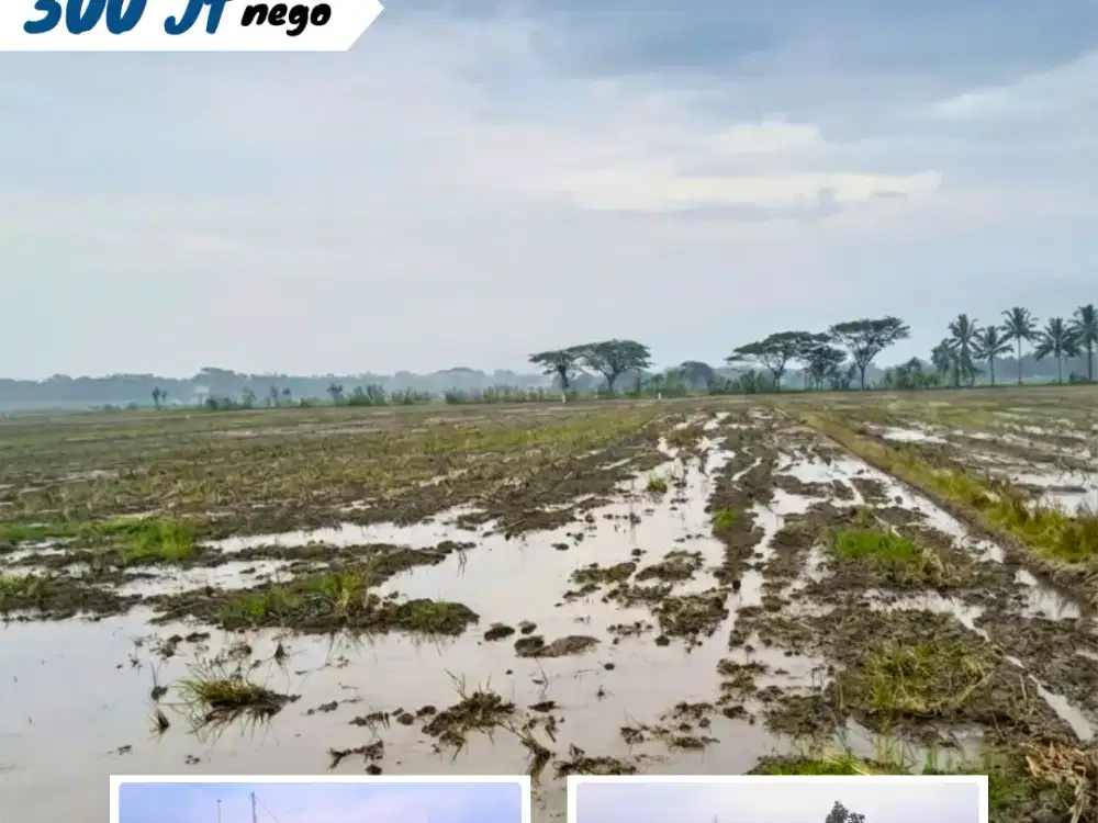 Dijual Sawah Di Waru, Gronong ,Sidodadi, Sragen