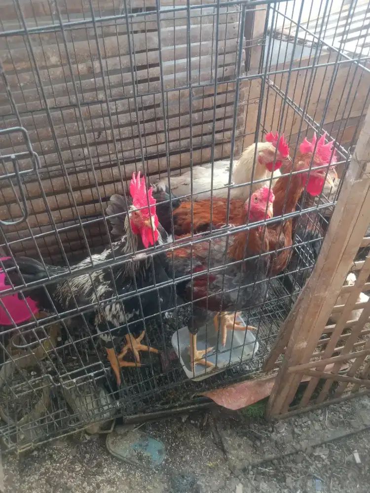 Ayam kampung 4ekor jago semua