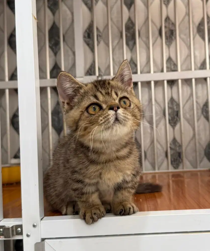 BSH MUNCHKIN JANTAN TABBY / munchkin flatnose