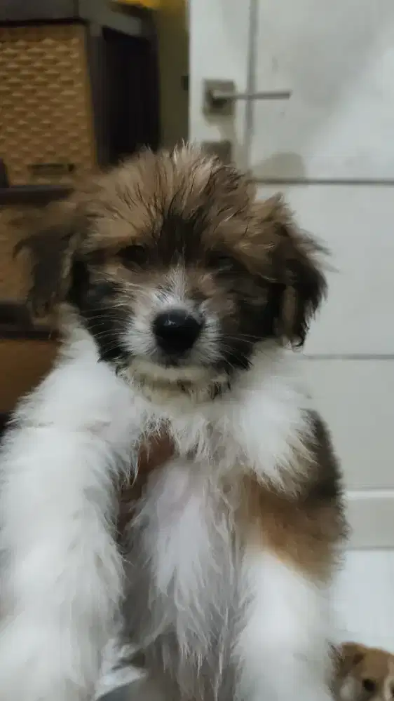 Mix anjing pudel
