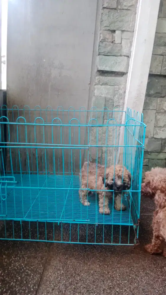 Toy Poodle Jantan