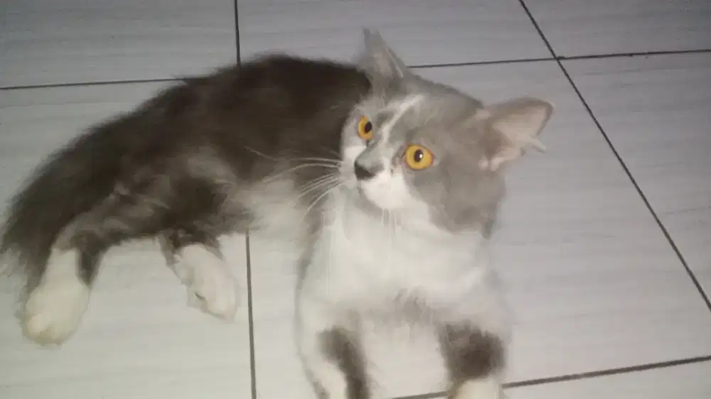 Anakan kucing Maine Coon