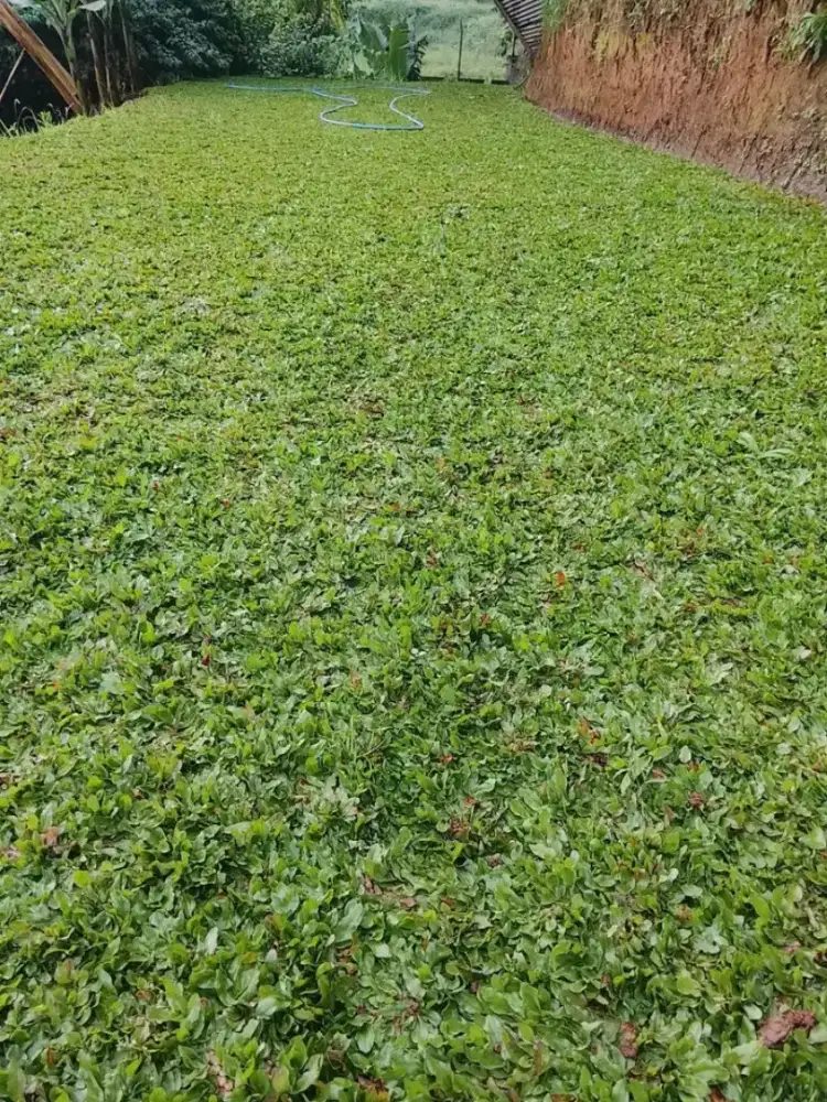 Rumput gajah mini
