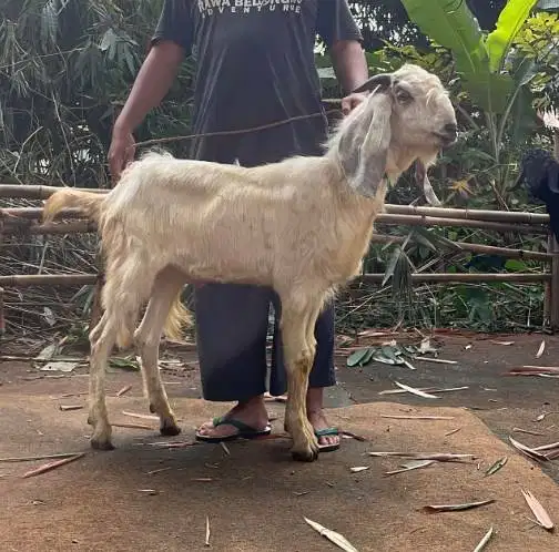 kambing jantan kiloan 40kiloUP siap kambing qurban 2026 jamin manteb