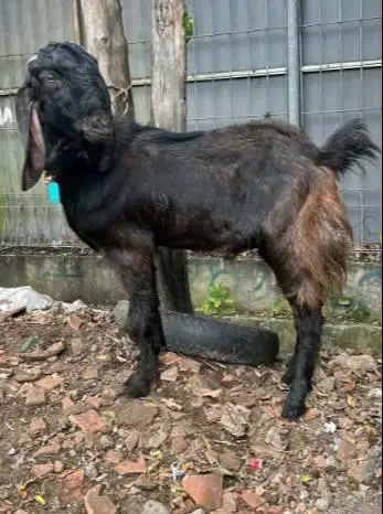 kambing jantan kiloan 40kiloUP siap kambing qurban 2026 jamin manteb