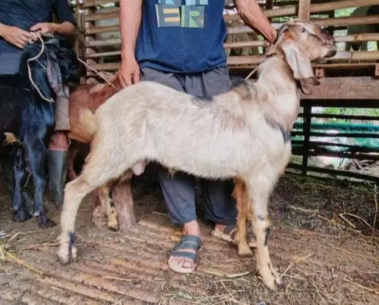 kambing jantan kiloan 40kiloUP siap kambing qurban 2026 jamin manteb
