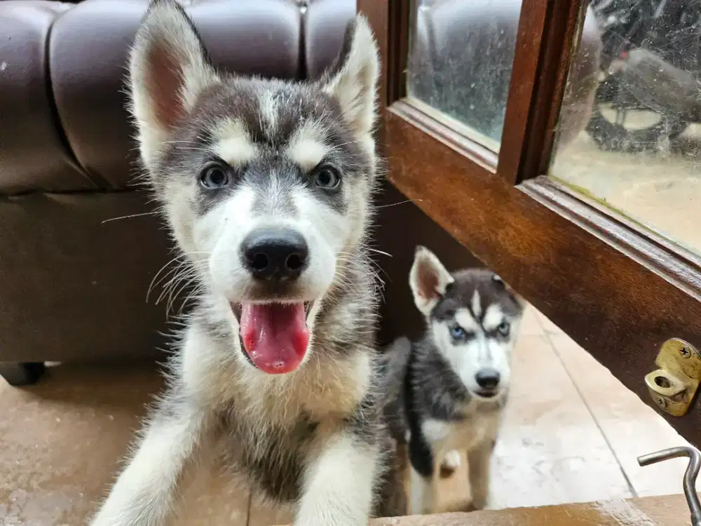 Husky siberian, blue eye.