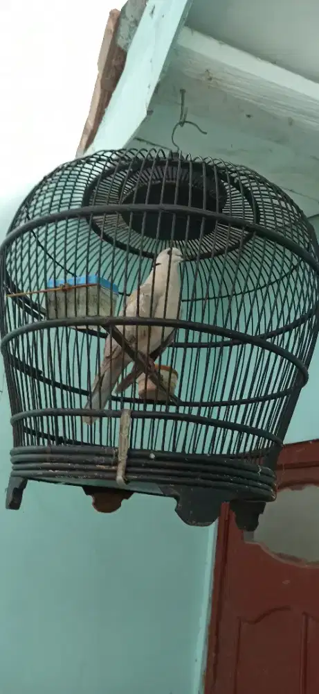 puter pelung gacor syahdu