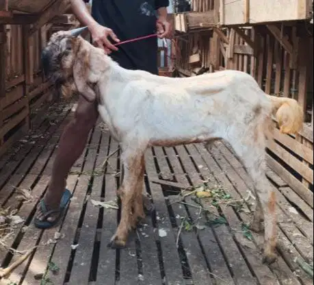 tabungan kambing qurban 35-50kiloan 400rb/bln 10x siap kurban 2027 top