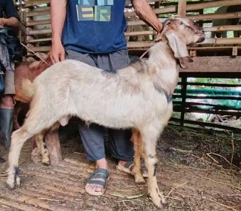 kambing qurban 40kiloan timbang hidup siap kambing kurban 2026 rawatan