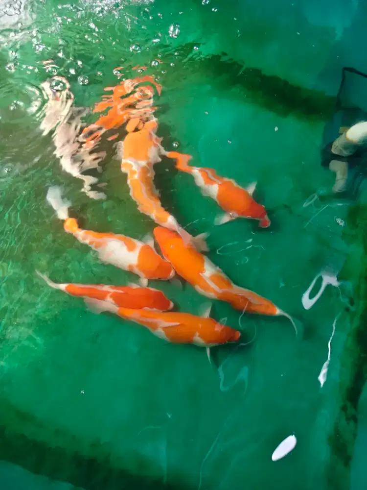 Ikan koi blitar