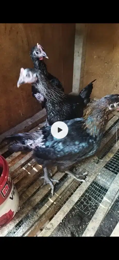 Ayam Pelung Dara janggaran