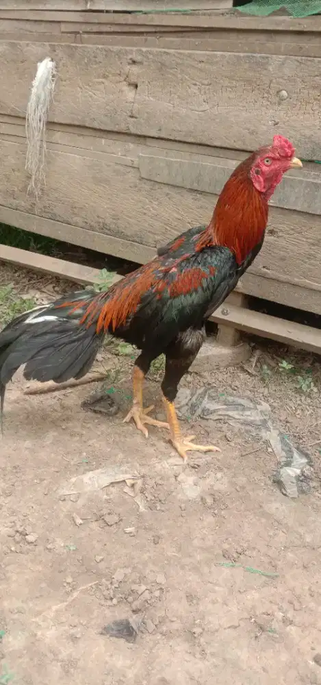 Ayam Siam Bangkok
