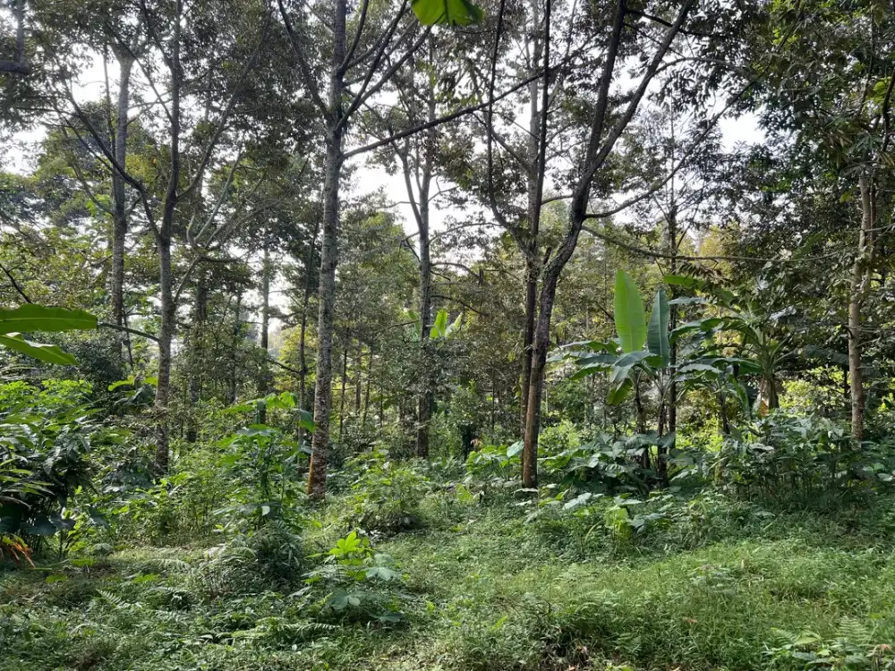 Kebun Durian 2400m² Siap Buah Karanganyar
