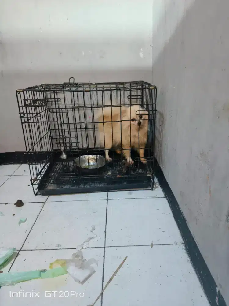 Minipom husky 1-2jt
