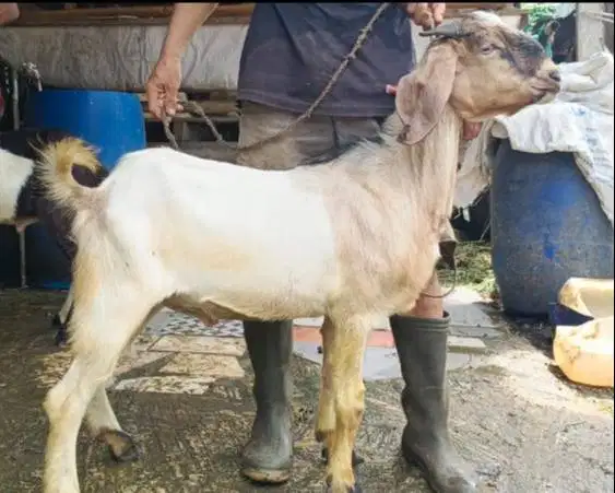 kambing qurban kiloan 40kiloanUP siap hewan kurban 2026 jamin manteb