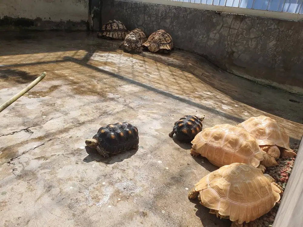 Sulcata albino, RF, pardalis