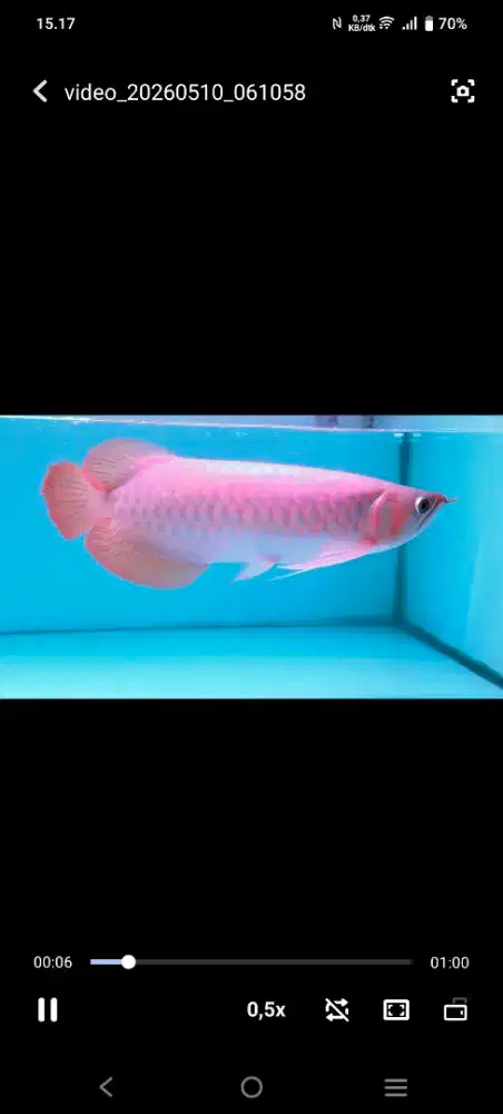 arwana super red