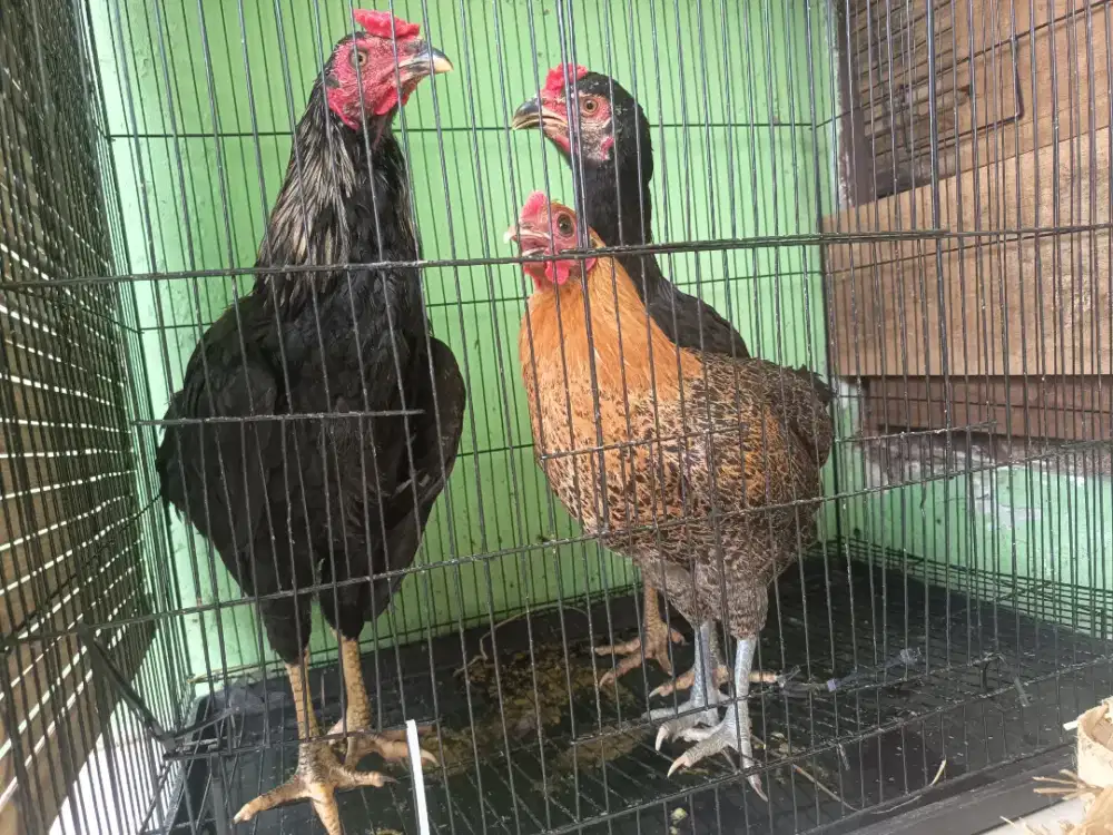 AYAM KAMPUNG JUMBO! BACA DESKRIPSI!