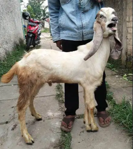 kambing kurban kiloan 40kiloUP siap hewan qurban 2026 jamin manteb top