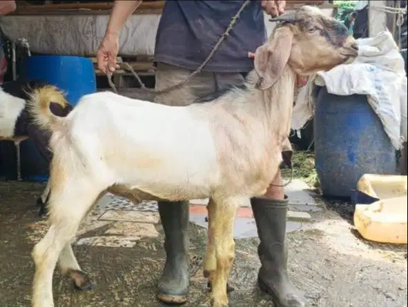 kambing kurban kiloan 40kiloUP siap hewan qurban 2026 jamin manteb top
