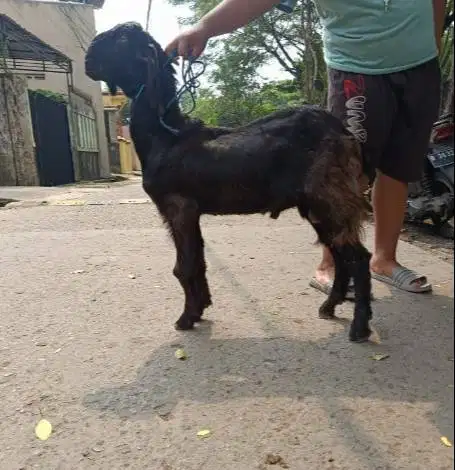 kambing kurban kiloan 40kiloUP siap hewan qurban 2026 jamin manteb top