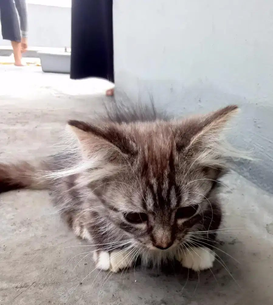 Jual kitten Persia flatnose betina marbel pure