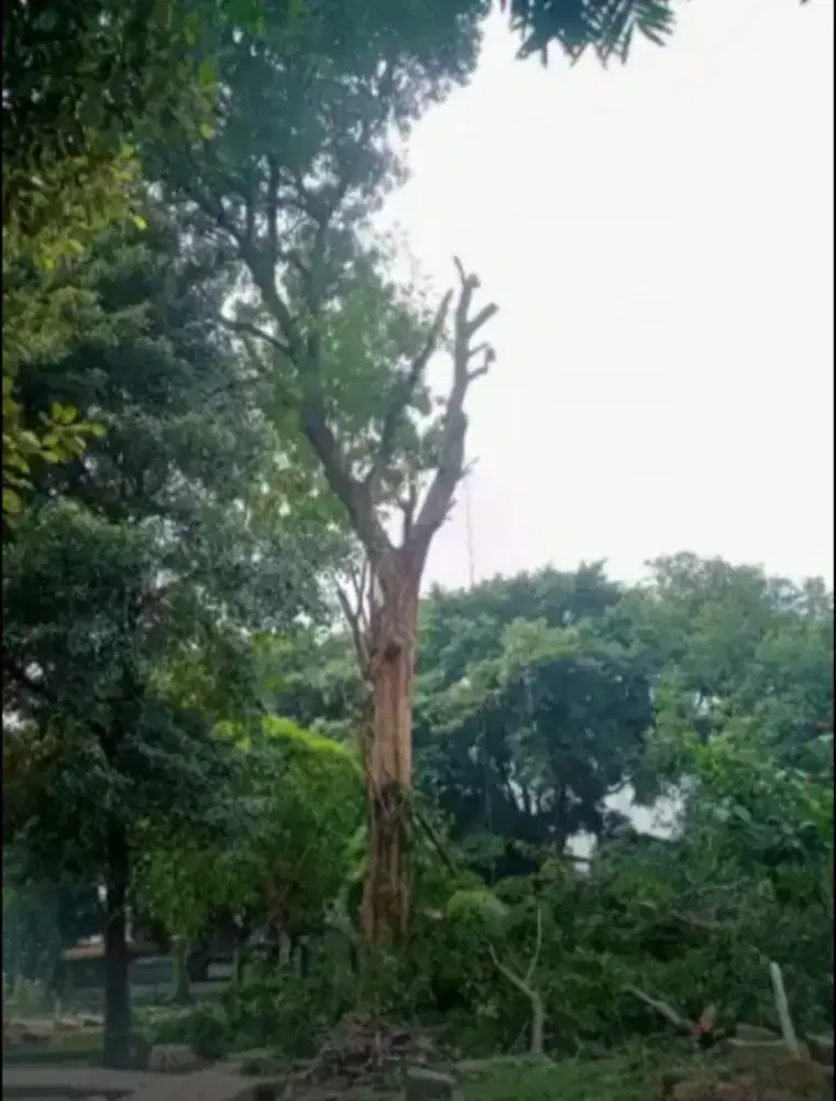 Jasa tebang pohon dan potong rumput