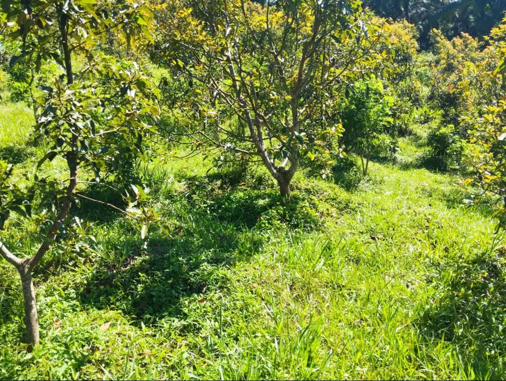 Dijual Lahan 2.5 Ha + Kebun Aplukat