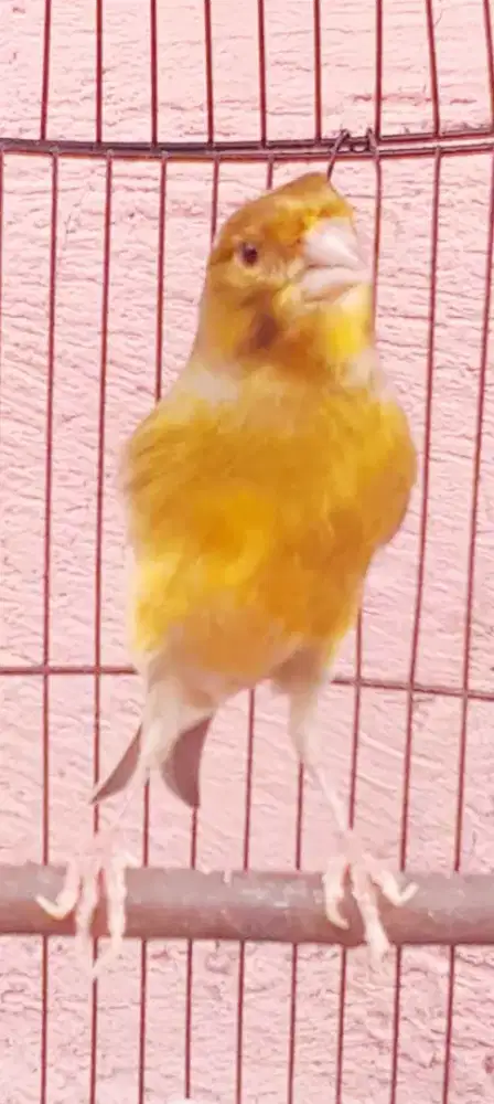 BURUNG KENARI BON GACOR SUARA UNIK