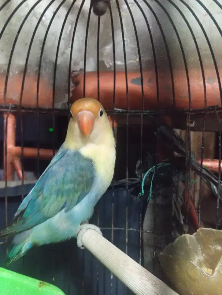 LOVEBIRD PB BLUE JANTAN