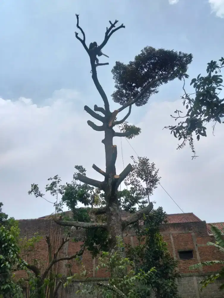 Jasa tebang pohon dan potong rumput