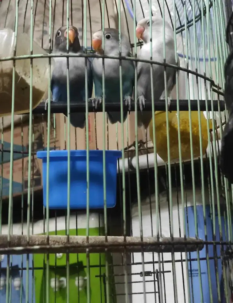 LOVEBIRD PAUD USIA 3 BLN