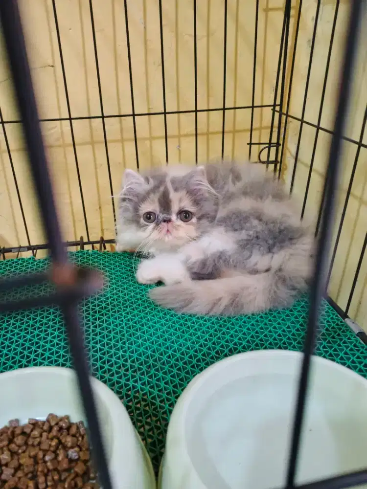 Kucing Persia Peaknose Extreme Betina