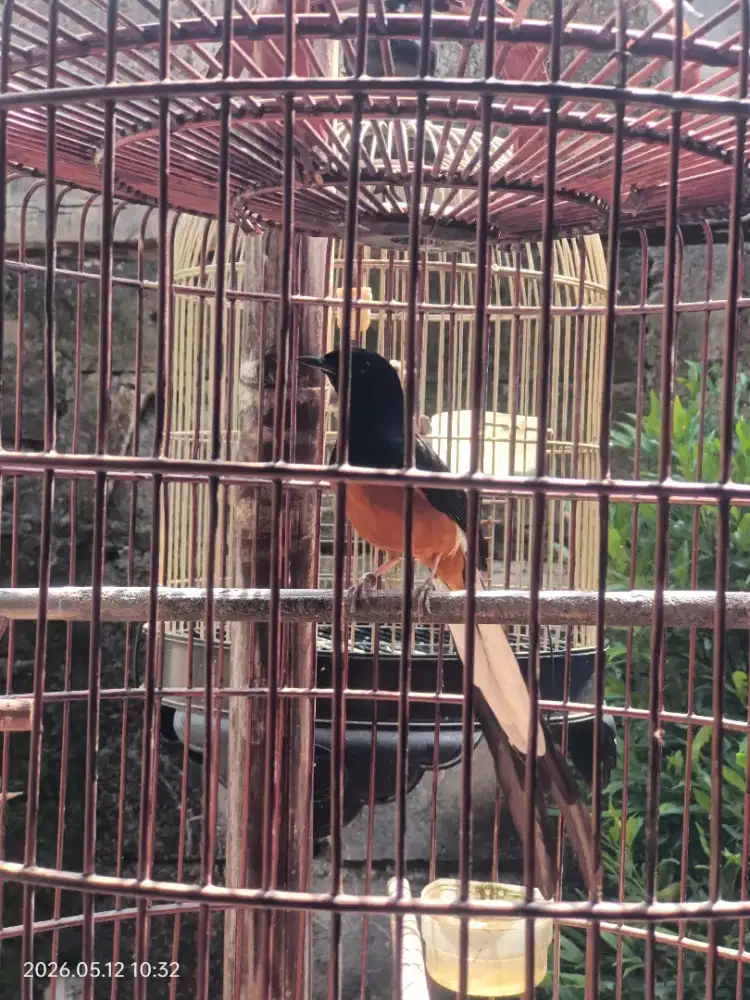 Murai Batu Medan