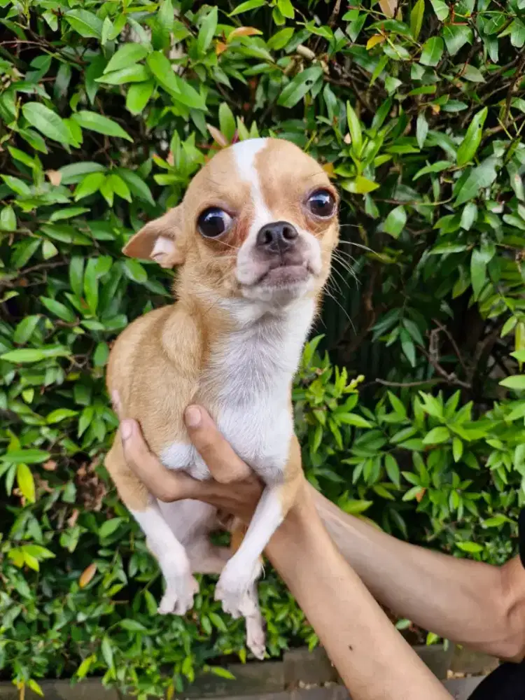 Mini Chihuahua Applehead Female