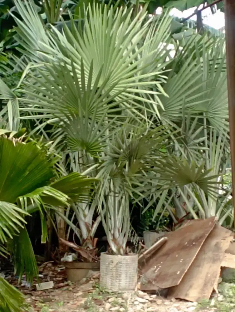 Pohon palem bismarkia